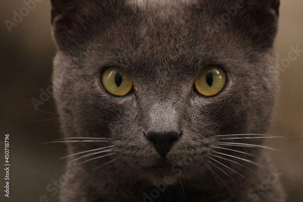 Fototapeta cat portrait