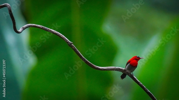 Obraz Temminck's Sunbird on the branch.