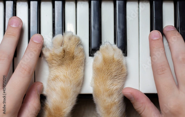 Fototapeta Children's hands on the piano keys. Cat's paws on keyboards. View from above
