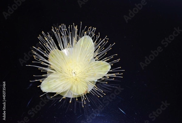 Obraz flor de pequi na noite