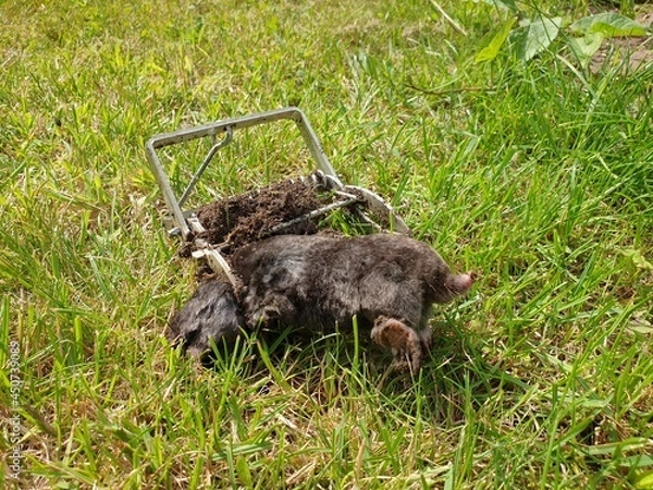 Fototapeta A photo of a dead mole caught in a mole claw and is lying on the grass lawn of a garden. The digging animal was caught with a trap in one of its underground passages.