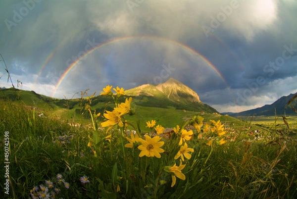 Obraz Sunflower Rainbow