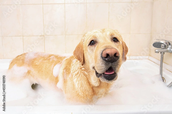 Fototapeta A dog taking a shower with soap and water