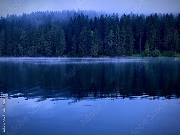 Fototapeta reflection of trees in the lake