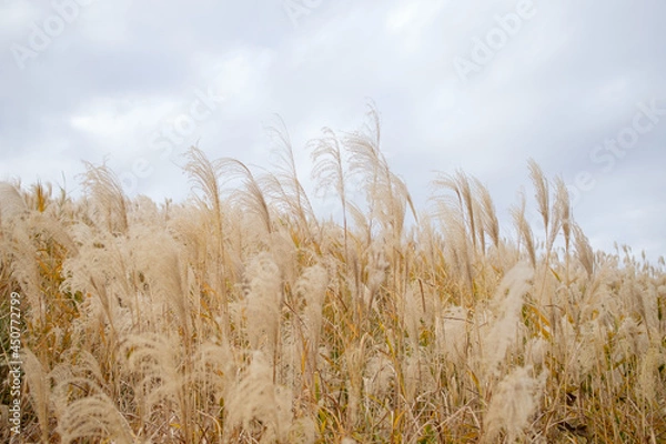 Fototapeta すすき