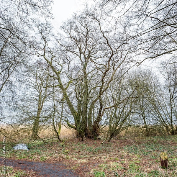 Fototapeta Huge branchy tree with several trunks and crooked branches at the edge of the forest with young shoots