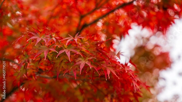 Obraz 紅葉　テキストスペース　秋