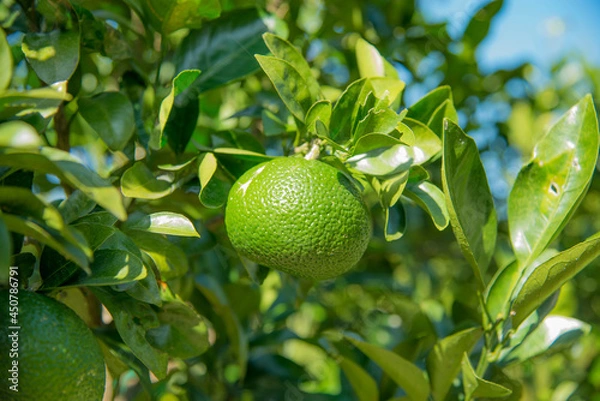 Obraz 青ゆずの実がなるゆずの木、ゆず畑、鹿児島、日本