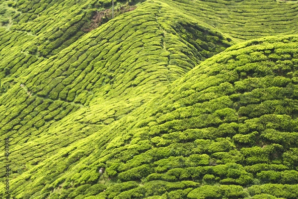 Obraz Tea Plantation