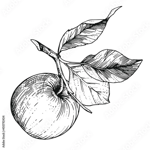 Obraz Hand-drawn sketch apple on a branch with leaves. Vintage style engraving. Ink and pen drawing.