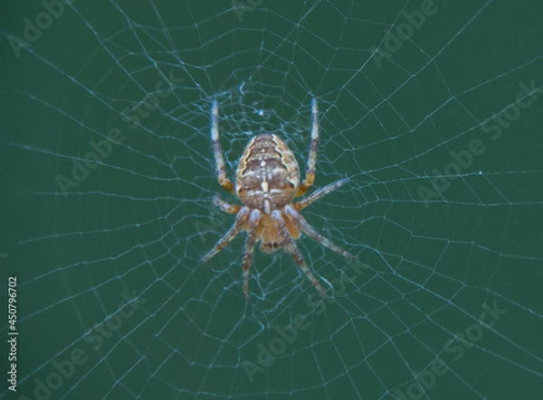 Fototapeta Close up of a small European Garden Spider (Araneus diadematus) in the UK