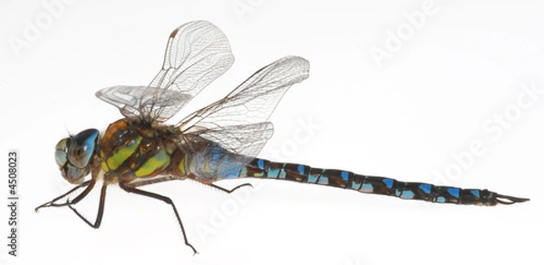 Obraz dragonfly