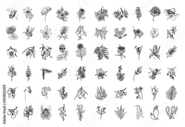 Obraz Collection of monochrome illustrations of Australia plants in sketch style. Hand drawings in art ink style. Black and white graphics.