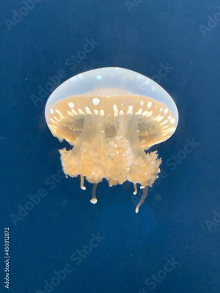 Fototapeta jellyfish
