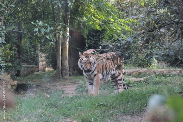 Fototapeta Animaux dans un Zoo - Lorraine