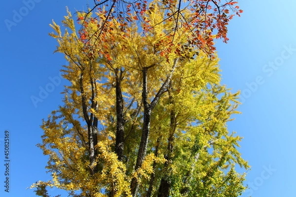 Fototapeta 紅葉と、イチョウの黄葉