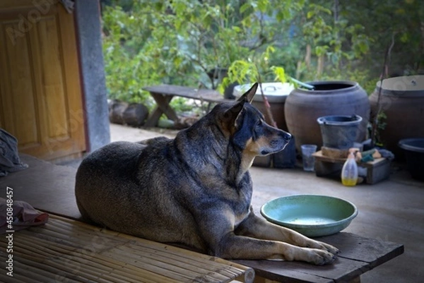 Fototapeta The dog was lying on the wooden floor alone with empty dish and it looked at the open door waiting for its owner to return to