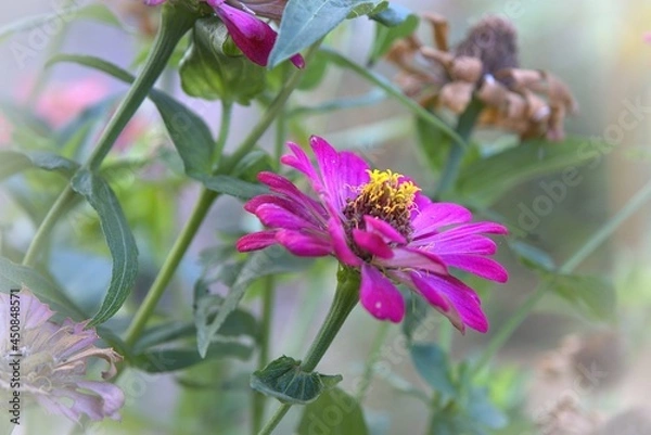 Fototapeta Side of Purple Common Zinnia (Zinnia elegant) in garden with space for putting text, lowkey
