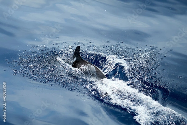 Fototapeta Dolphin swimming in the Ligurian Sea, in front of Genoa (Italy)