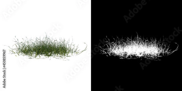 Fototapeta Front view of Plant ( Lawn Grass 1) Tree png with alpha channel to cutout made with 3D render