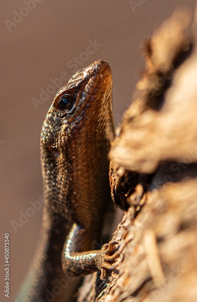 Obraz Lizard in the sun