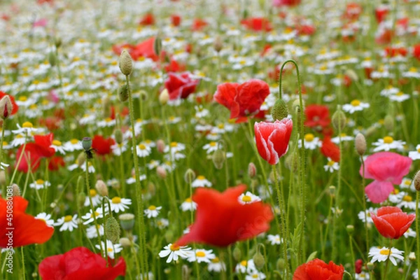 Obraz Łąka kwietna