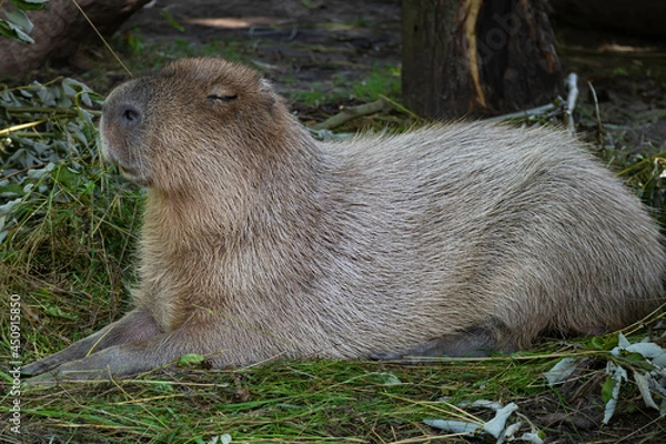 Obraz The largest rodent, the capybara, lies on the green grass. The capybara squints against the sun. Relax. Close-up portrait of an animal.