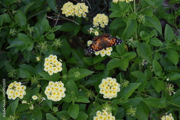 Obraz butterfly on a flower with wings spread out