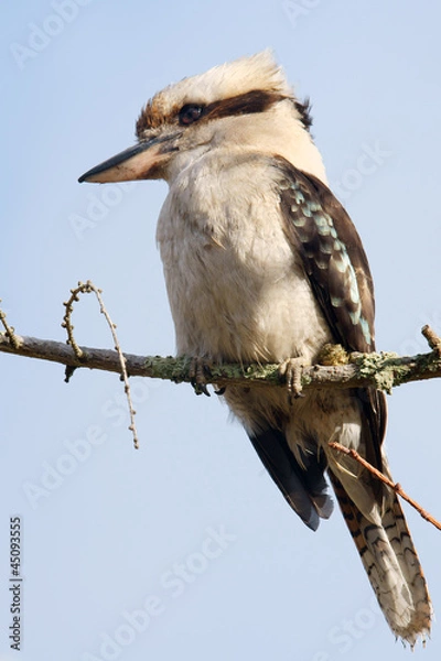 Fototapeta Kookaburra on tree