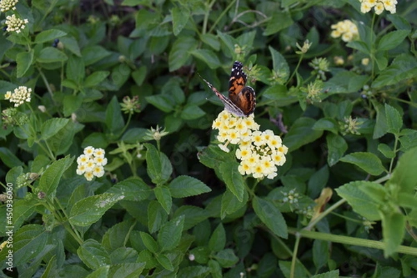 Obraz butterfly on flower flapping its wings