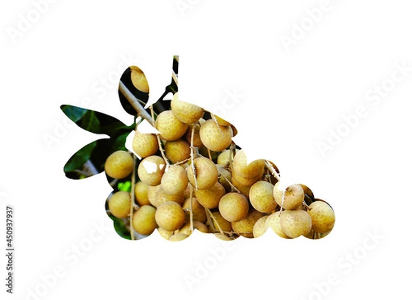 Obraz longan