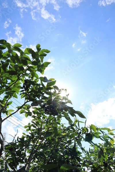 Obraz ブルーベリーと青空