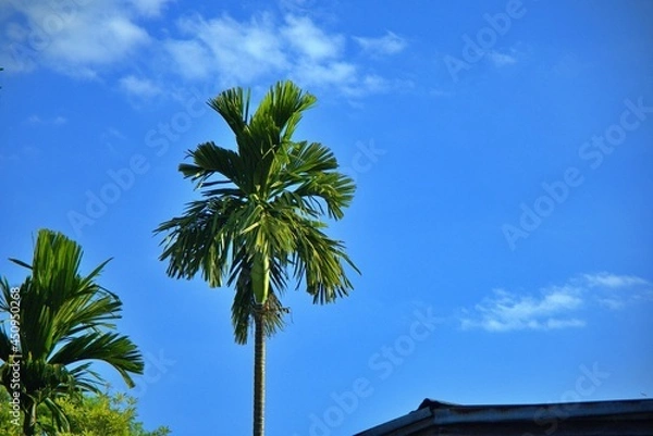 Obraz A Betel palm trees outdoor high over the roof house on blue sky background and copy space, Farm location in thailand