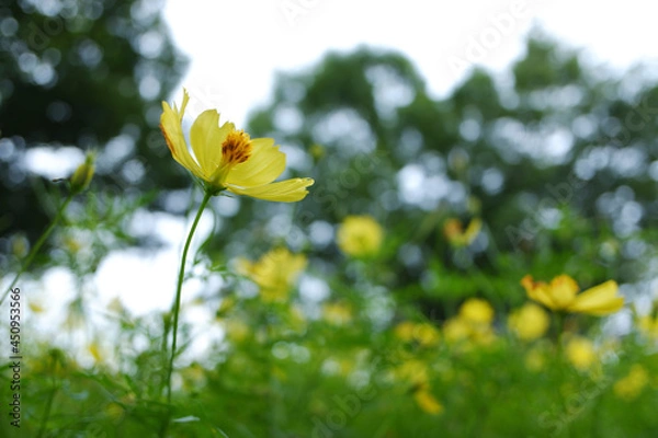 Fototapeta コスモスの風景