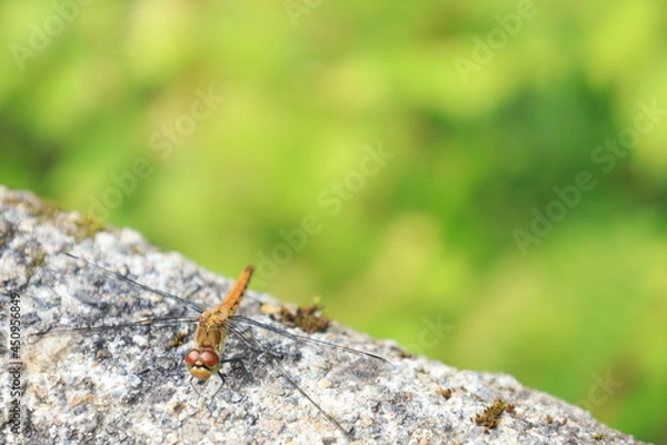 Obraz 手すりとトンボ