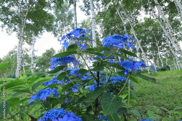 Obraz ガクアジサイと白樺