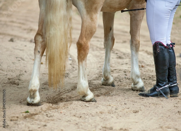 Obraz Legs of a white horse with hooves and a tail and legs of a woman jockey in black boots with spurs on the sand of the arena.