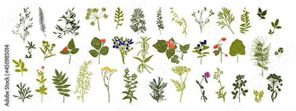 Fototapeta Botanical set. Herbarium. Branches with leaves, herbs, wild plants. Garden and forest collection of leaves and grass. Vector illustration on white background