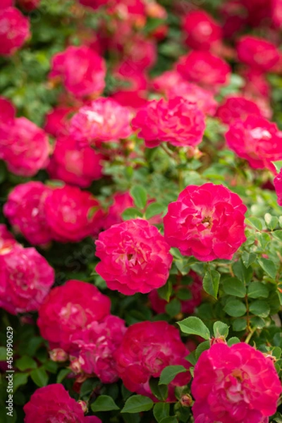 Fototapeta 薔薇の彩り