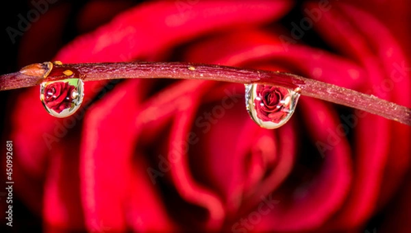 Fototapeta Red Rose inside drops