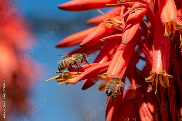 Obraz Barbadensis Aloe Vera Flower In Bloom with Bees sucking the nectar and pollinating