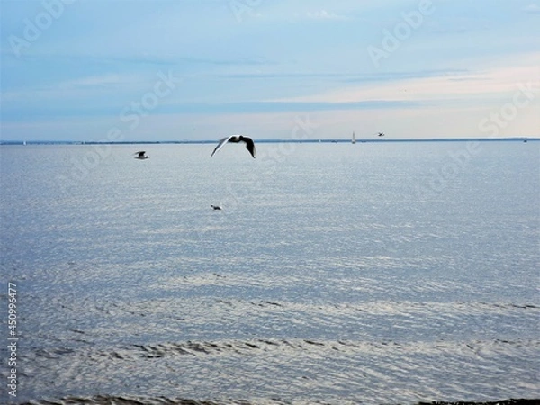 Obraz Seagull flying over the sea