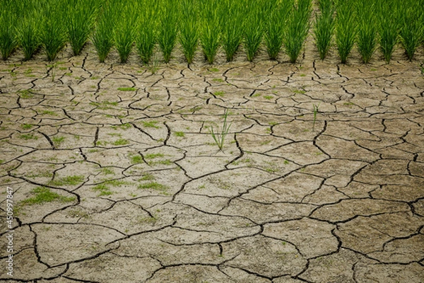 Obraz 水が枯れて泥が干上がってひび割れている田んぼ