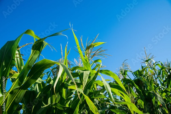 Fototapeta Bushes of corn on a background of blue sky
