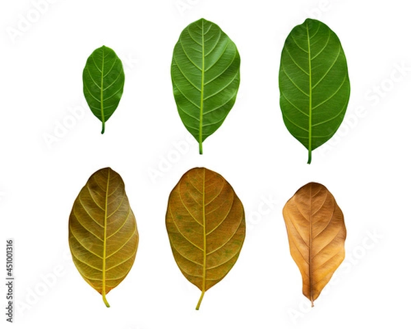 Obraz jackfruit back leaves isolated