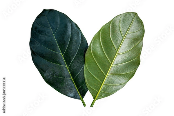 Obraz Green Leaf jackfruit