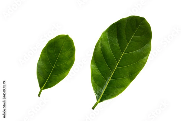 Obraz jackfruit leaves isolated