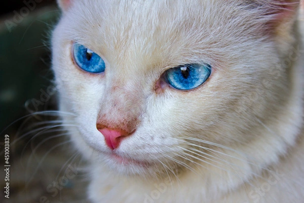 Obraz A large white cat with blue eyes.