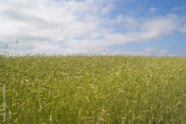 Obraz Rye field against the sky.