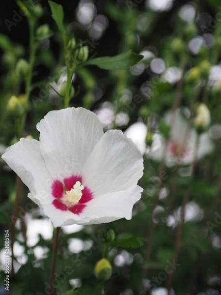 Obraz 真夏の湖畔に咲く白いムクゲ